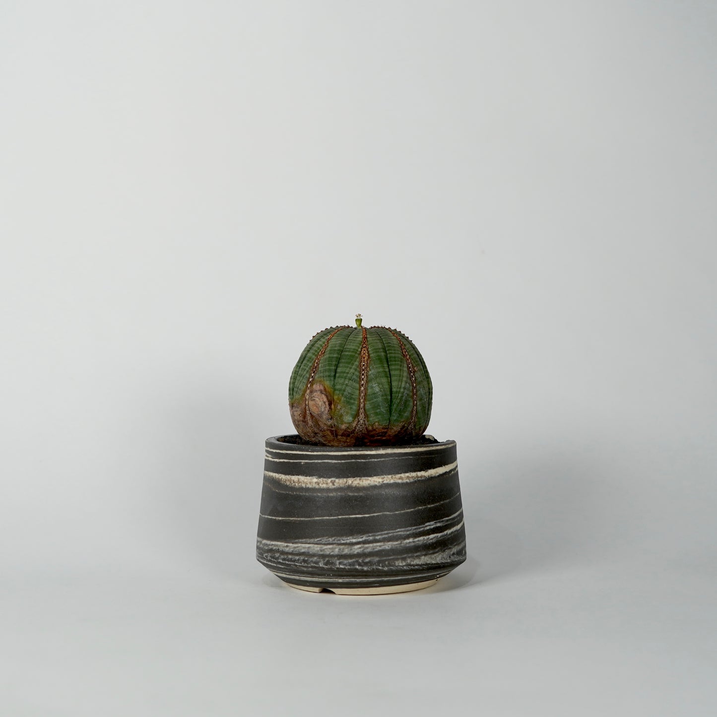 Euphorbia obesa × “N/OH”POT  D