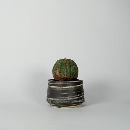 Euphorbia obesa × “N/OH”POT  D
