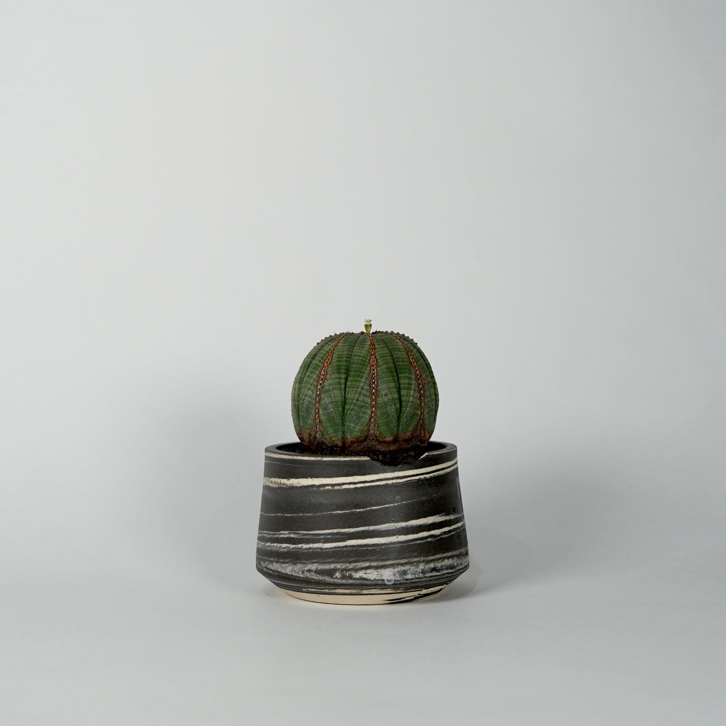 Euphorbia obesa × “N/OH”POT  D