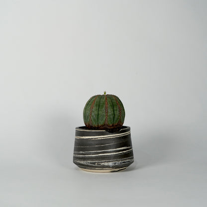 Euphorbia obesa × “N/OH”POT  D