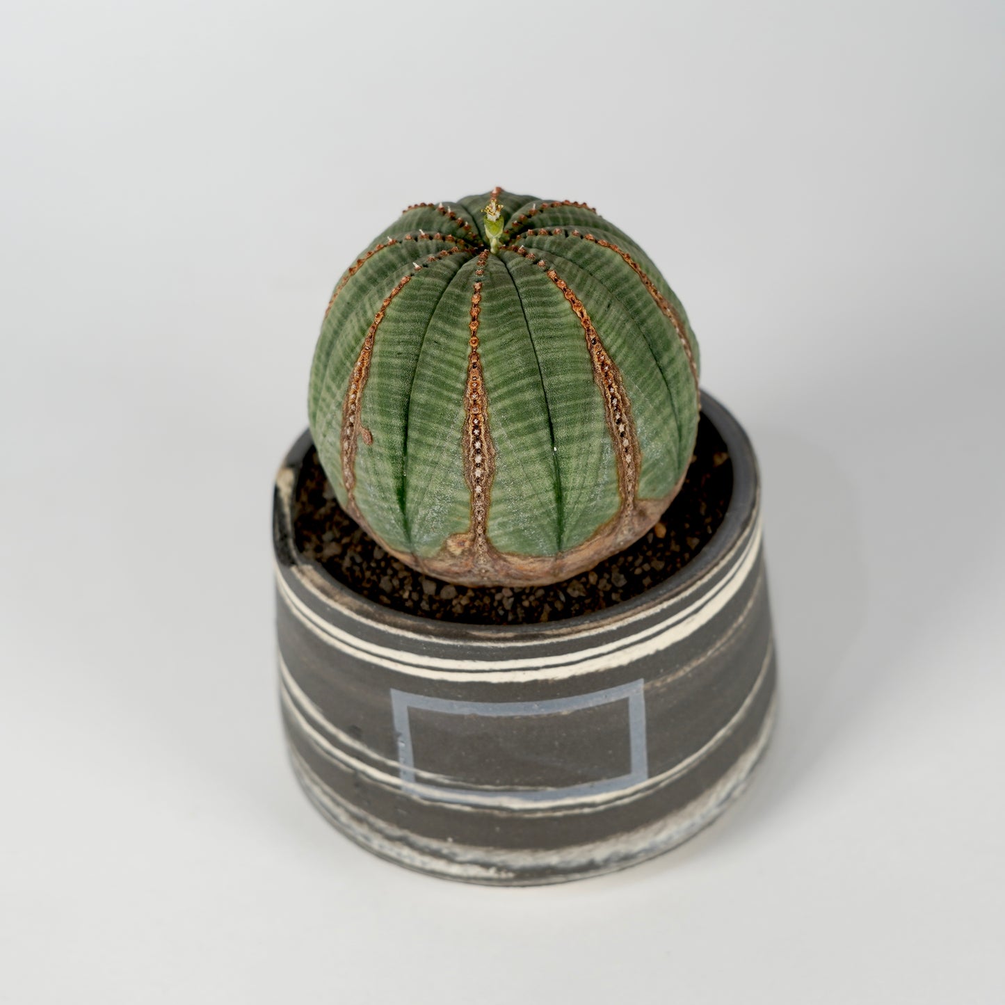 Euphorbia obesa × “N/OH”POT  D