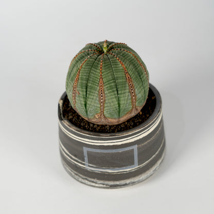Euphorbia obesa × “N/OH”POT  D