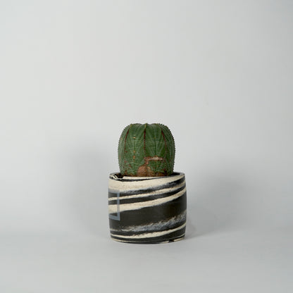 Euphorbia obesa × “N/OH”POT  E