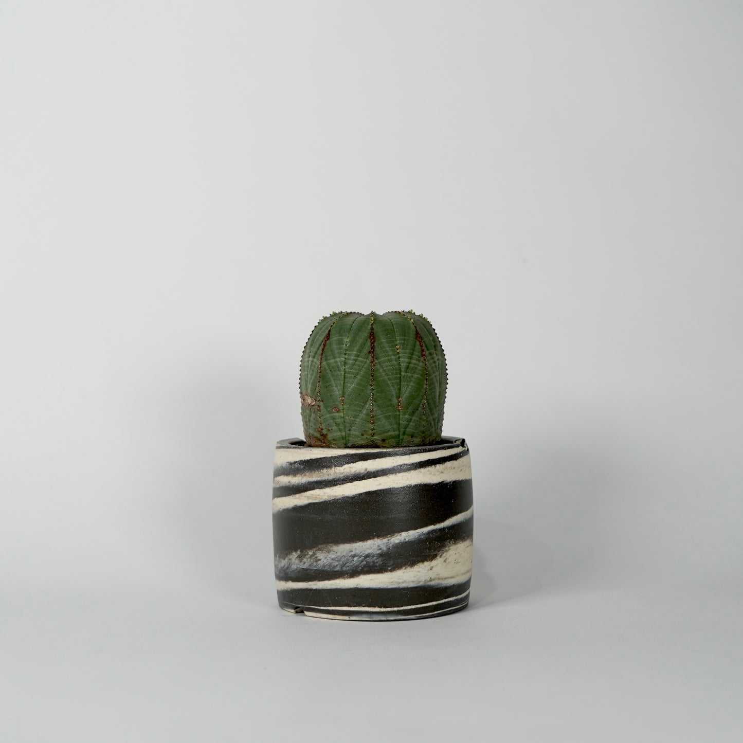 Euphorbia obesa × “N/OH”POT  E