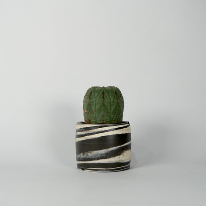 Euphorbia obesa × “N/OH”POT  E