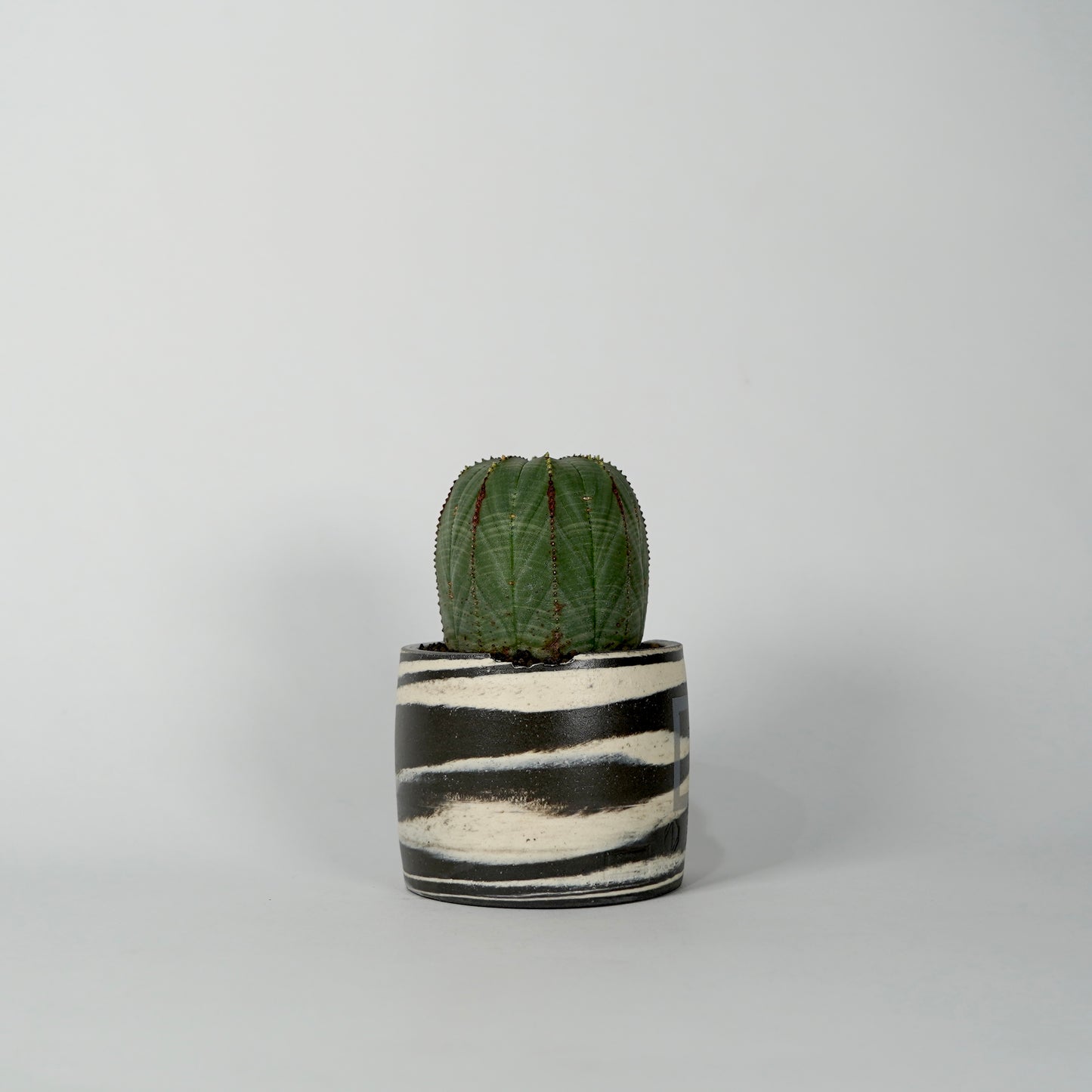 Euphorbia obesa × “N/OH”POT  E