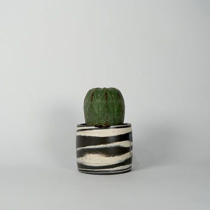 Euphorbia obesa × “N/OH”POT  E