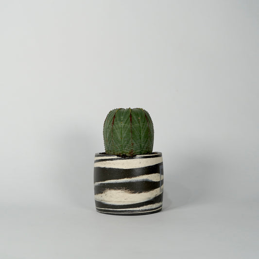 Euphorbia obesa × “N/OH”POT  E