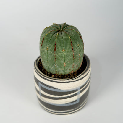 Euphorbia obesa × “N/OH”POT  E