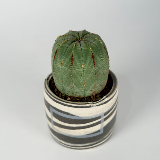 Euphorbia obesa × “N/OH”POT  E