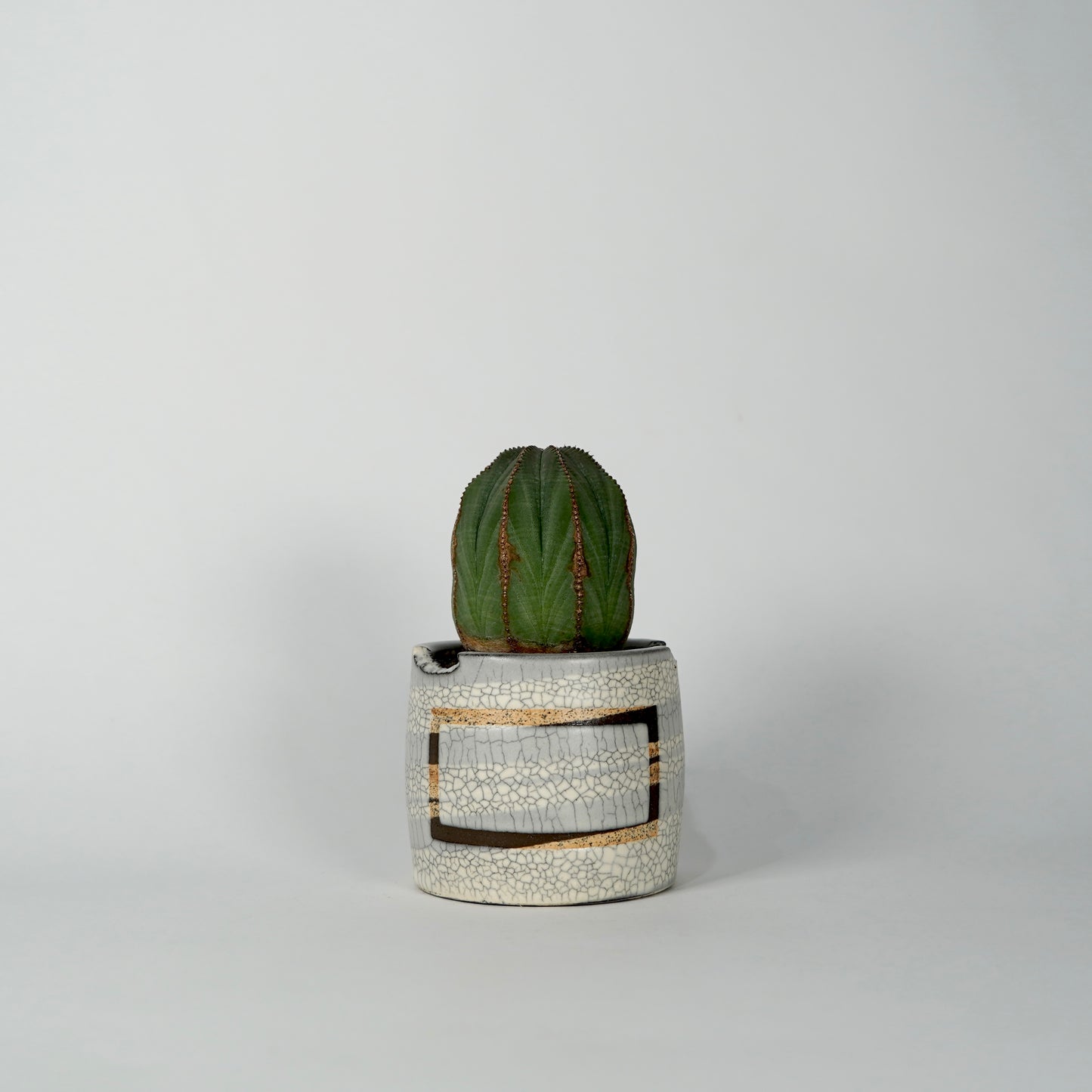 Euphorbia obesa × “N/OH”POT  F