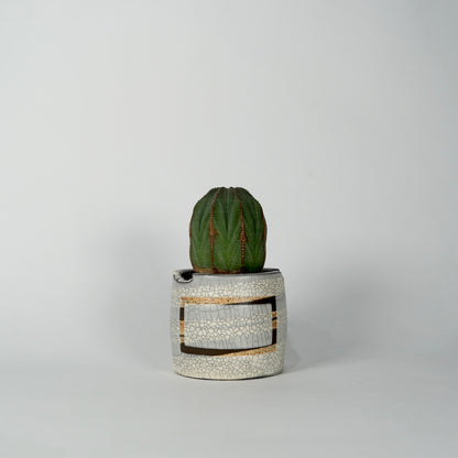Euphorbia obesa × “N/OH”POT  F