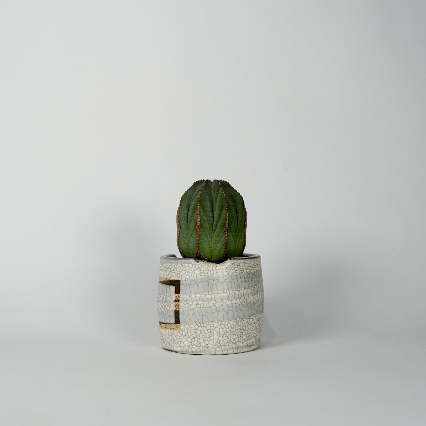 Euphorbia obesa × “N/OH”POT  F