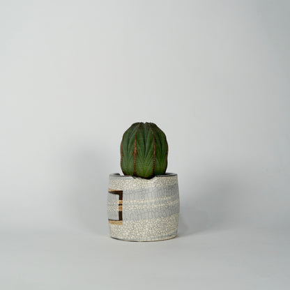 Euphorbia obesa × “N/OH”POT  F
