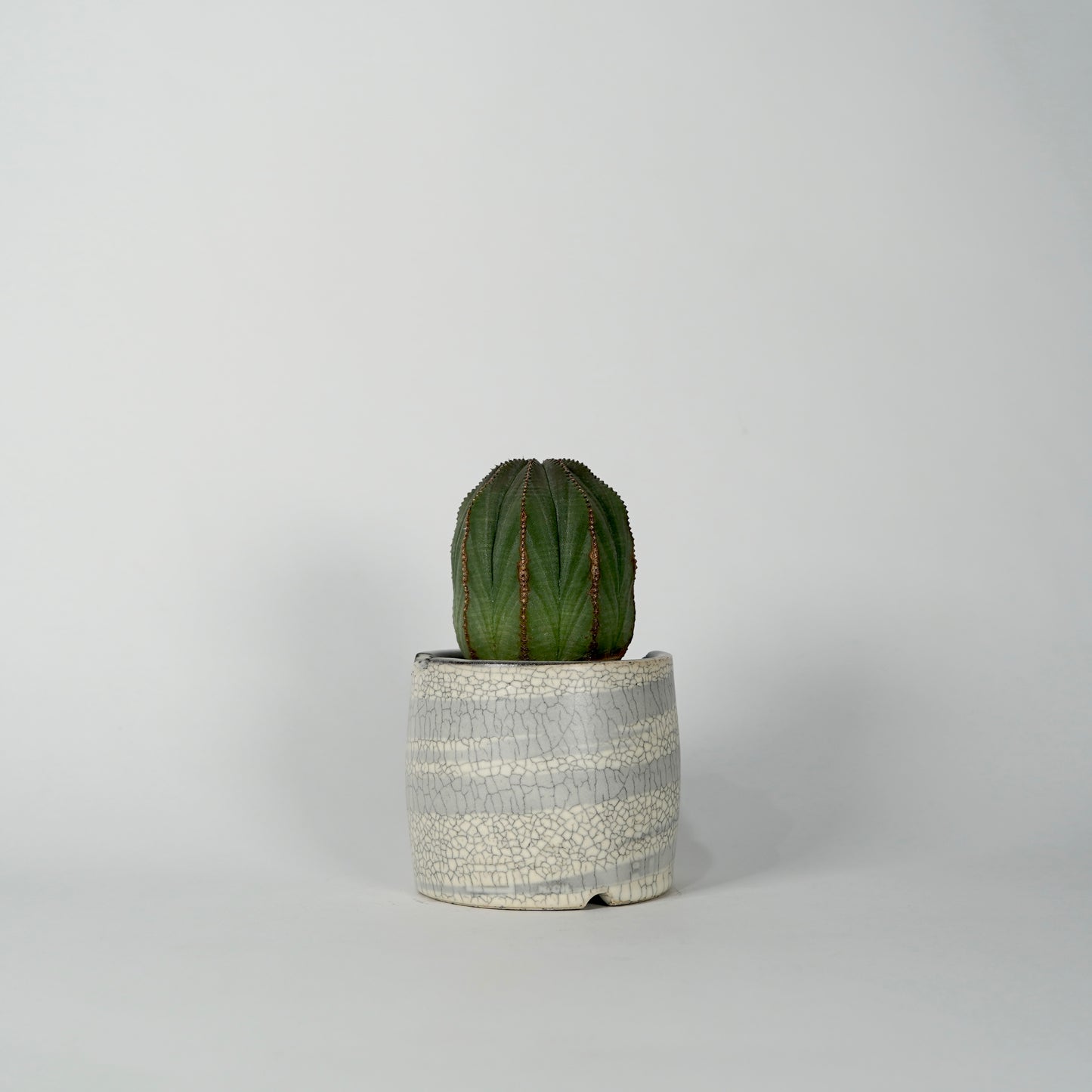 Euphorbia obesa × “N/OH”POT  F