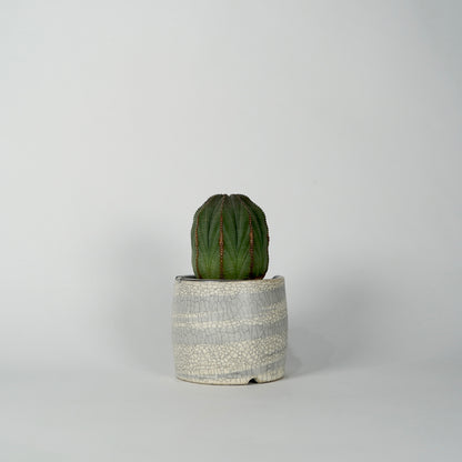 Euphorbia obesa × “N/OH”POT  F