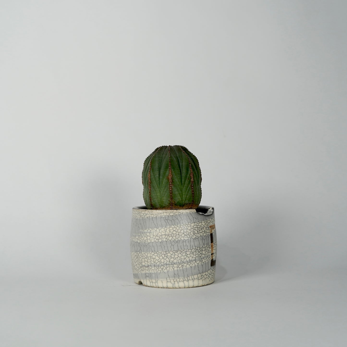 Euphorbia obesa × “N/OH”POT  F