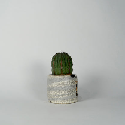 Euphorbia obesa × “N/OH”POT  F