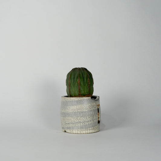 Euphorbia obesa × “N/OH”POT  F