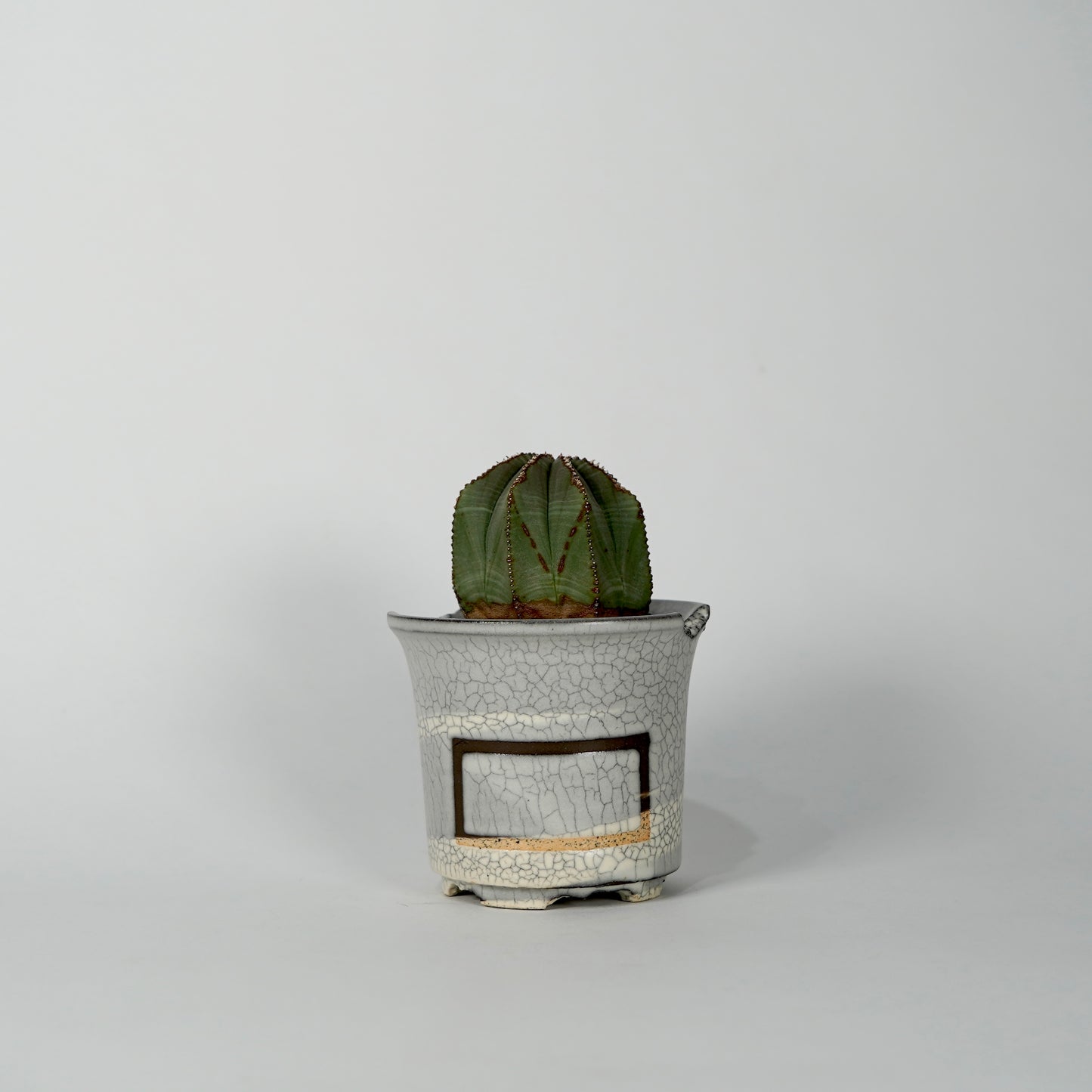 Euphorbia obesa × “N/OH”POT  G