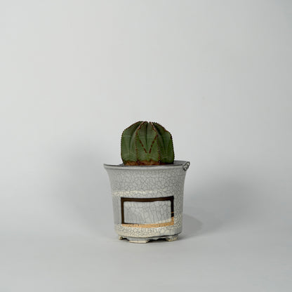 Euphorbia obesa × “N/OH”POT  G