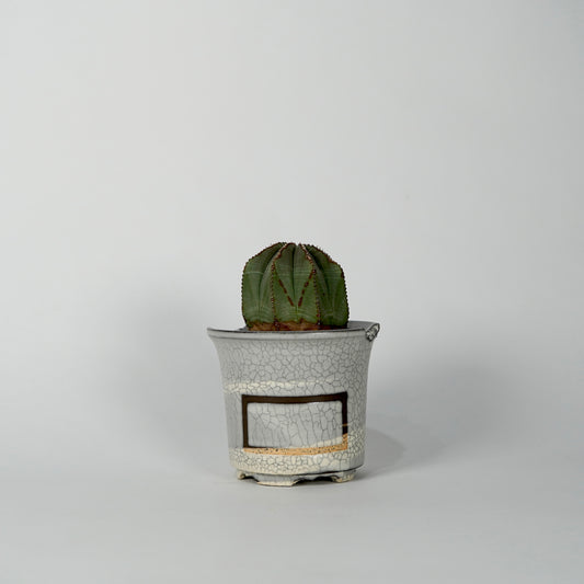 Euphorbia obesa × “N/OH”POT  G