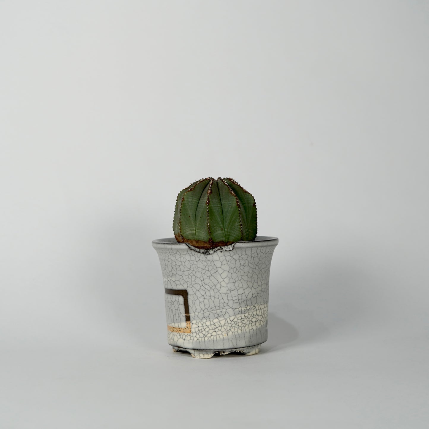 Euphorbia obesa × “N/OH”POT  G