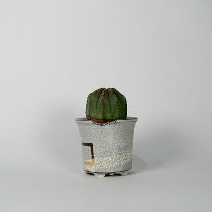 Euphorbia obesa × “N/OH”POT  G