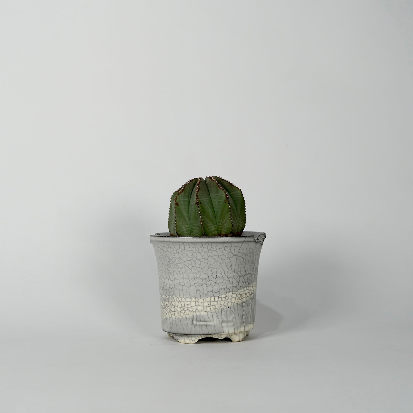 Euphorbia obesa × “N/OH”POT  G