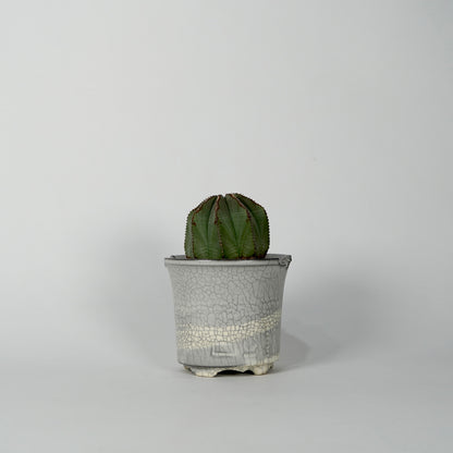 Euphorbia obesa × “N/OH”POT  G