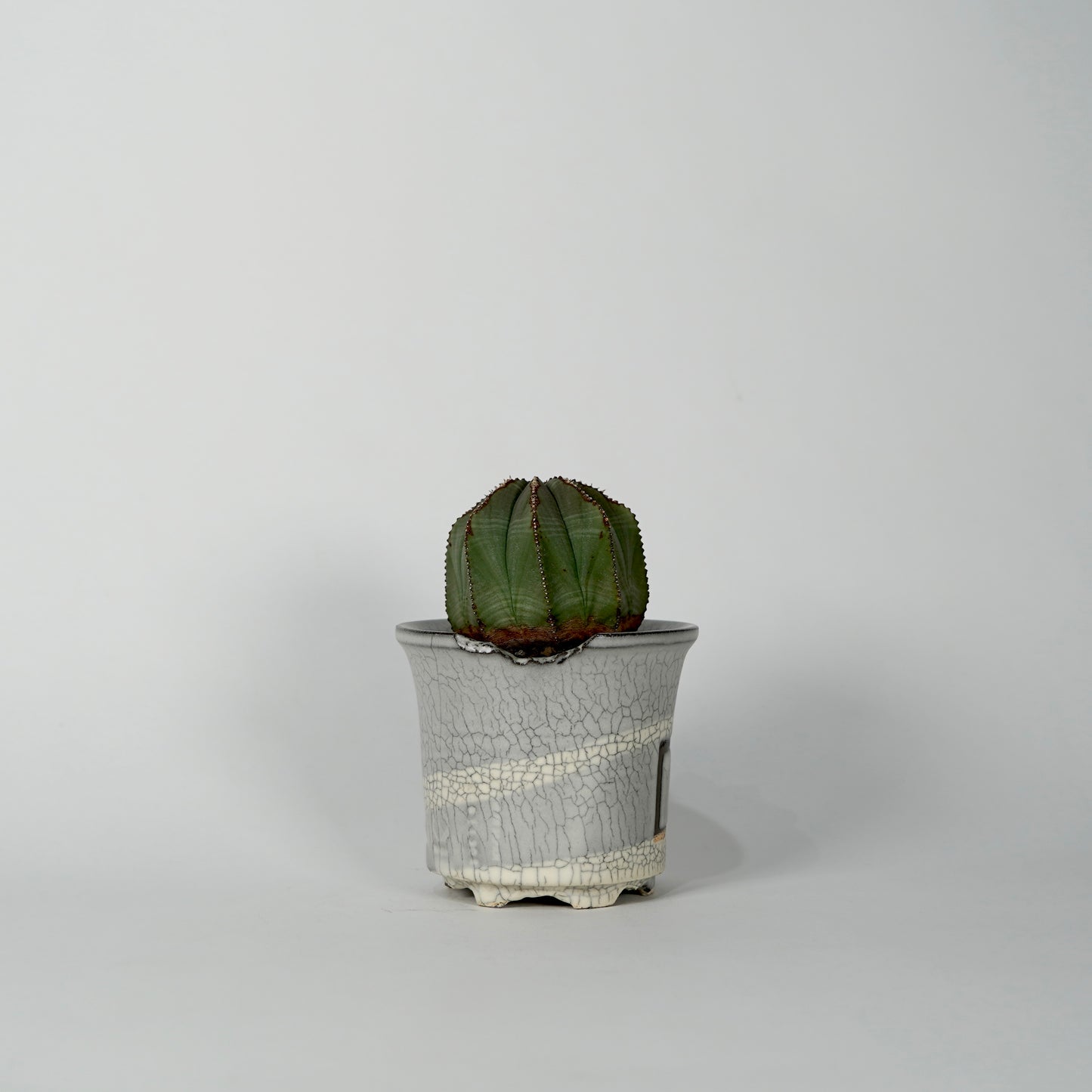 Euphorbia obesa × “N/OH”POT  G