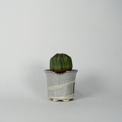 Euphorbia obesa × “N/OH”POT  G