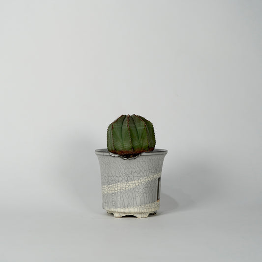 Euphorbia obesa × “N/OH”POT  G