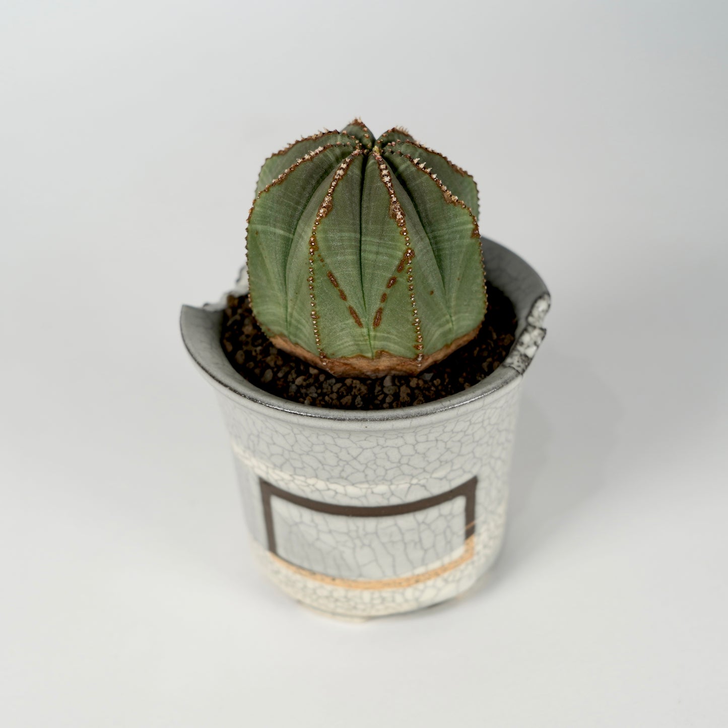 Euphorbia obesa × “N/OH”POT  G