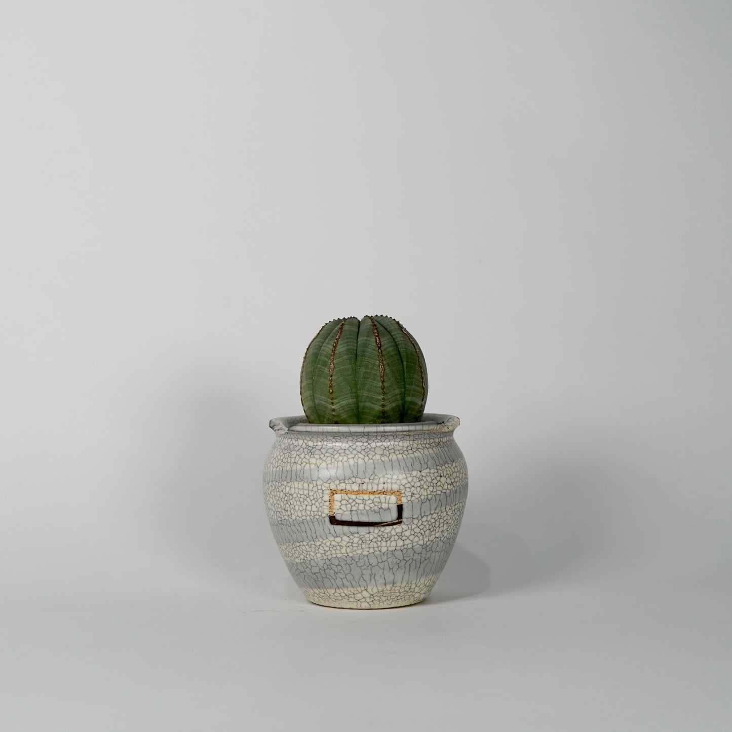 Euphorbia obesa × “N/OH”POT  H