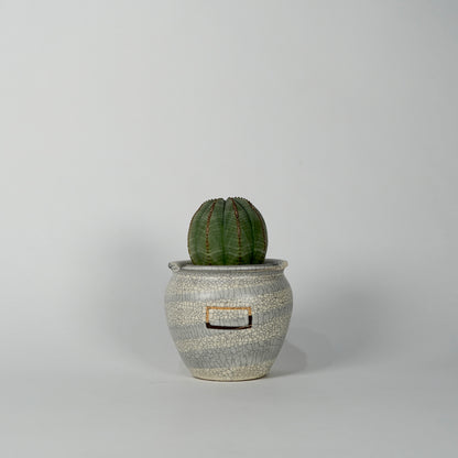 Euphorbia obesa × “N/OH”POT  H