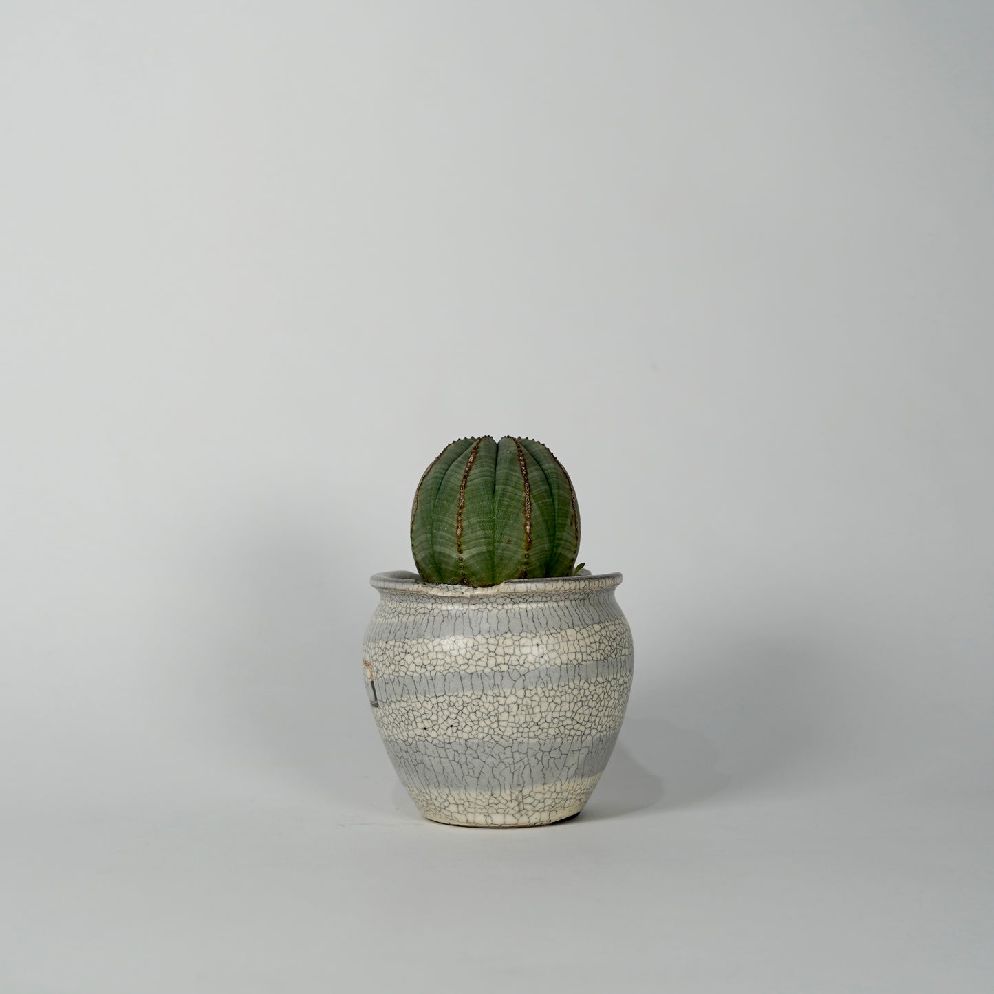Euphorbia obesa × “N/OH”POT  H