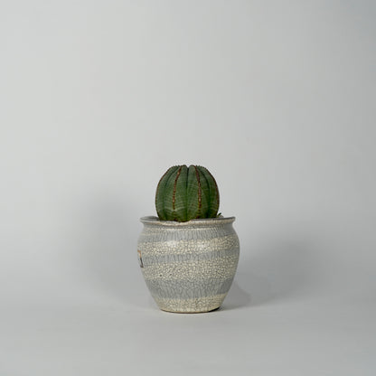Euphorbia obesa × “N/OH”POT  H