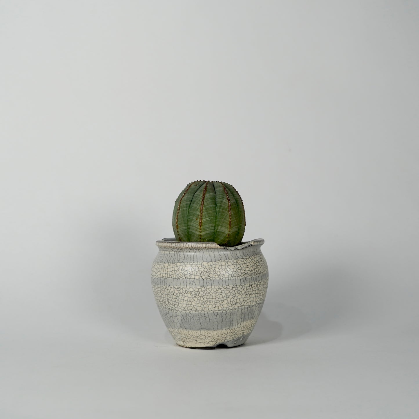 Euphorbia obesa × “N/OH”POT  H