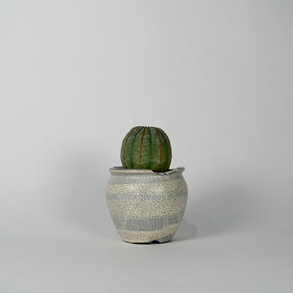 Euphorbia obesa × “N/OH”POT  H