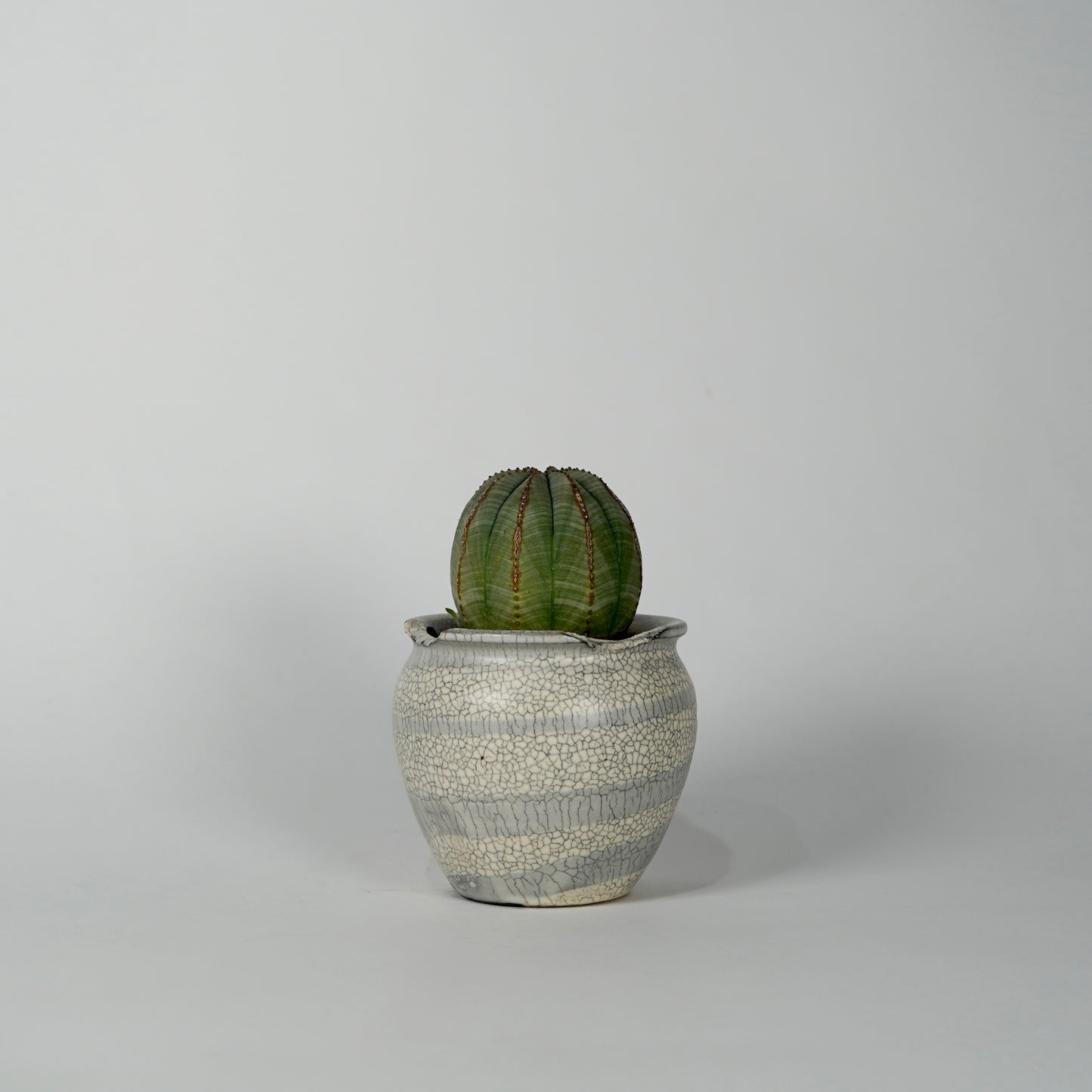 Euphorbia obesa × “N/OH”POT  H