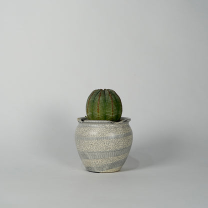 Euphorbia obesa × “N/OH”POT  H