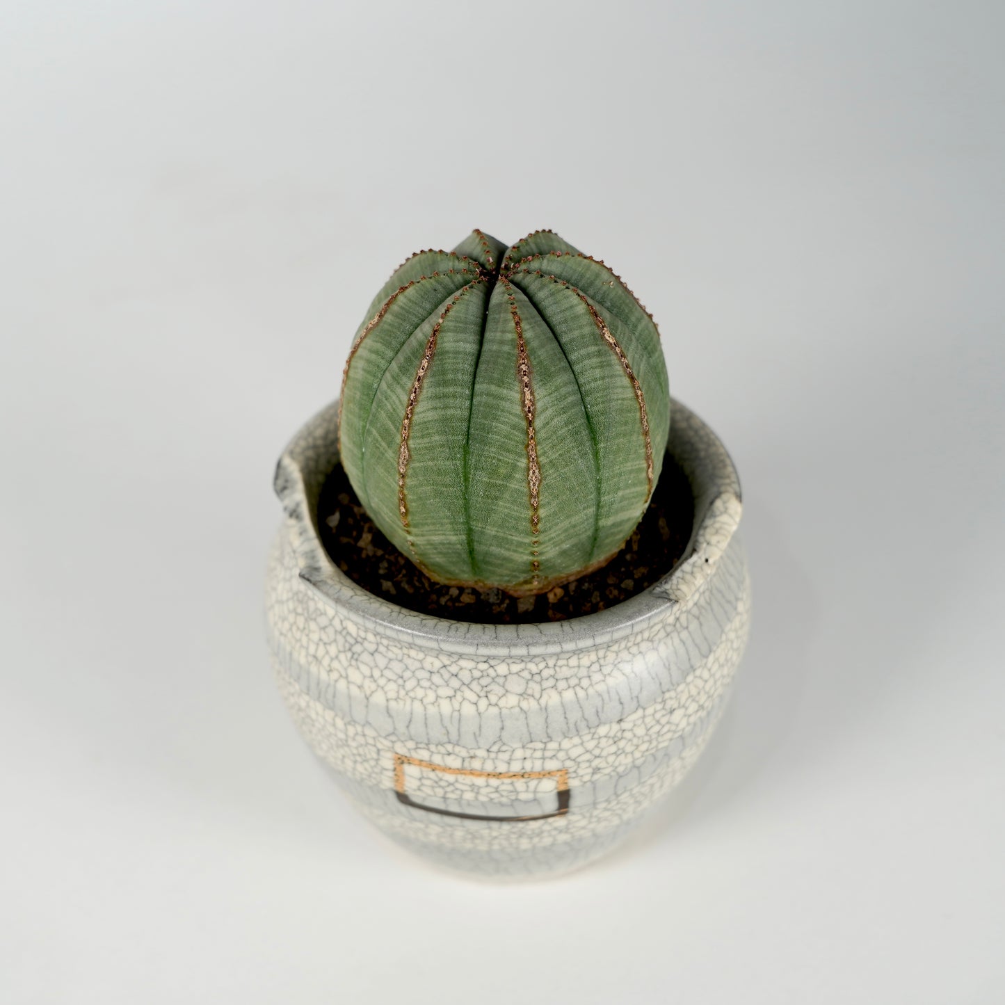 Euphorbia obesa × “N/OH”POT  H