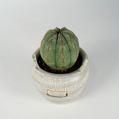 Euphorbia obesa × “N/OH”POT  H