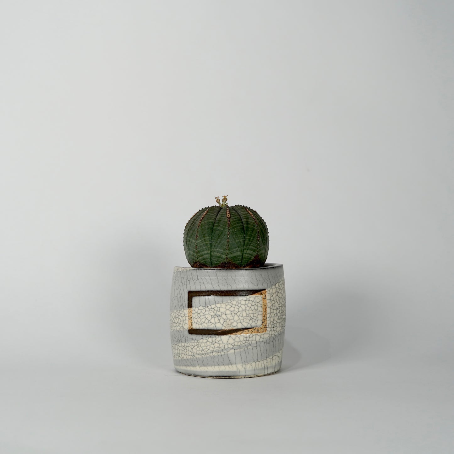 Euphorbia obesa × “N/OH”POT  I
