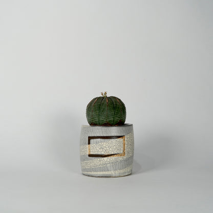 Euphorbia obesa × “N/OH”POT  I