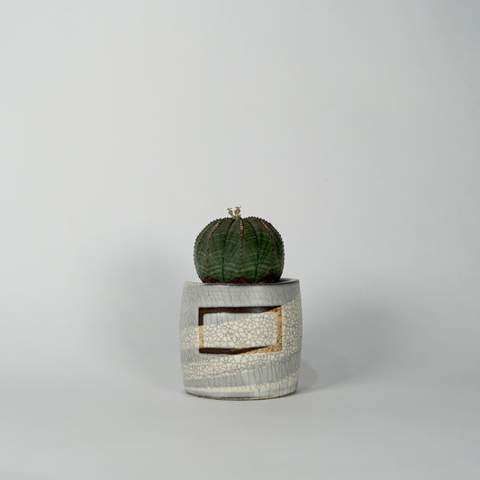 Euphorbia obesa × “N/OH”POT  I