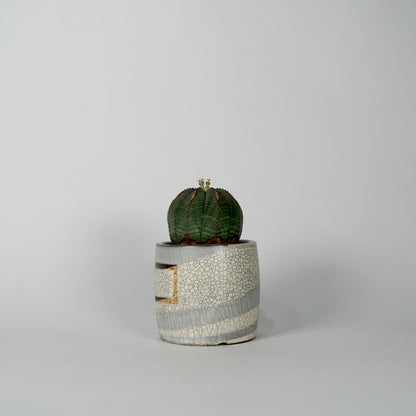 Euphorbia obesa × “N/OH”POT  I