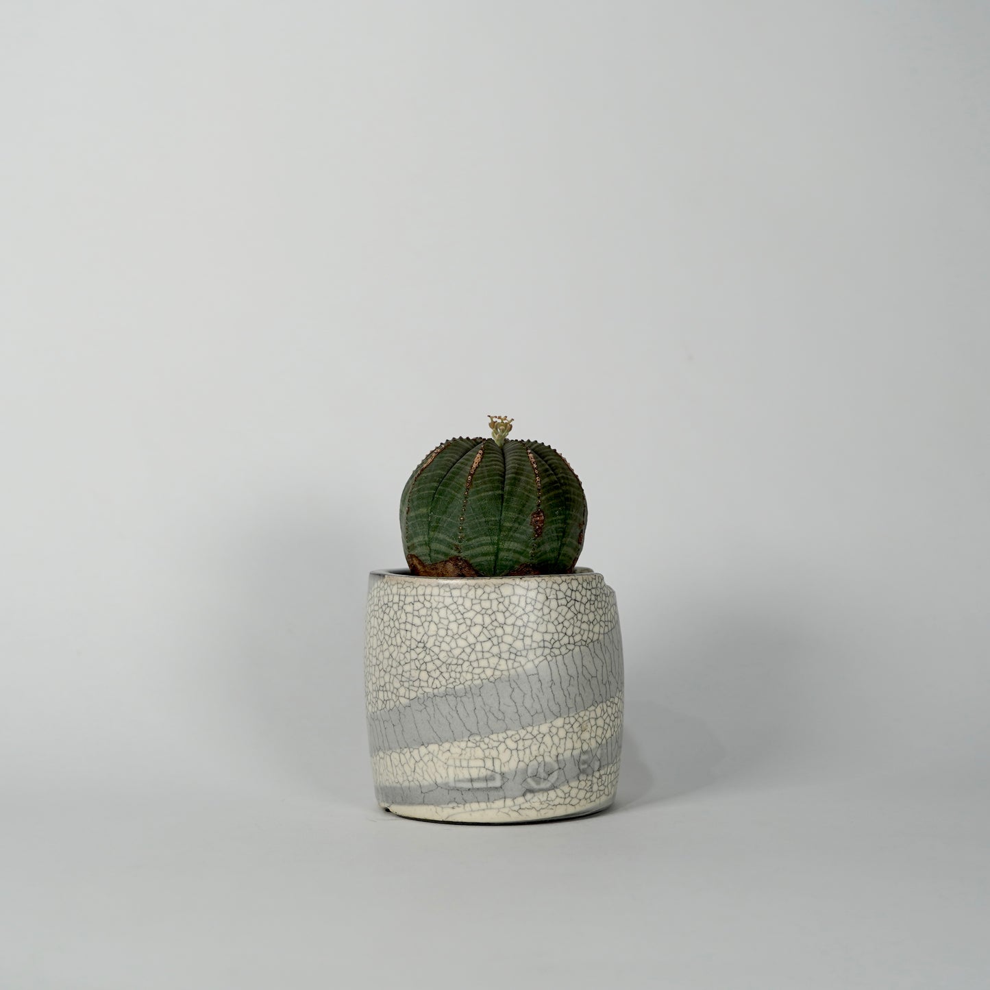 Euphorbia obesa × “N/OH”POT  I