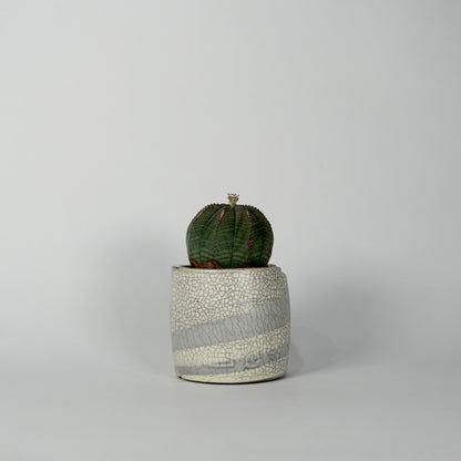 Euphorbia obesa × “N/OH”POT  I